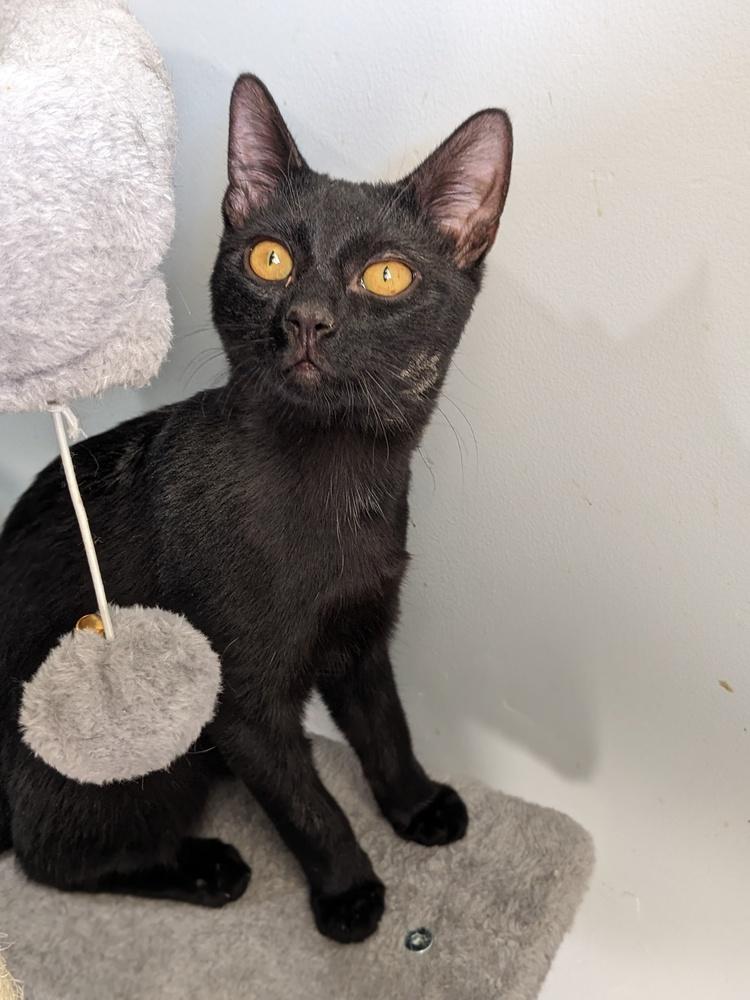 Possum, a Adoptable Domestic Short Hair in Lewisburg, TN image 2/6