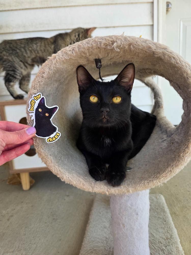 Enlarge Possum, a Adoptable Domestic Short Hair in Lewisburg, TN image 3/6