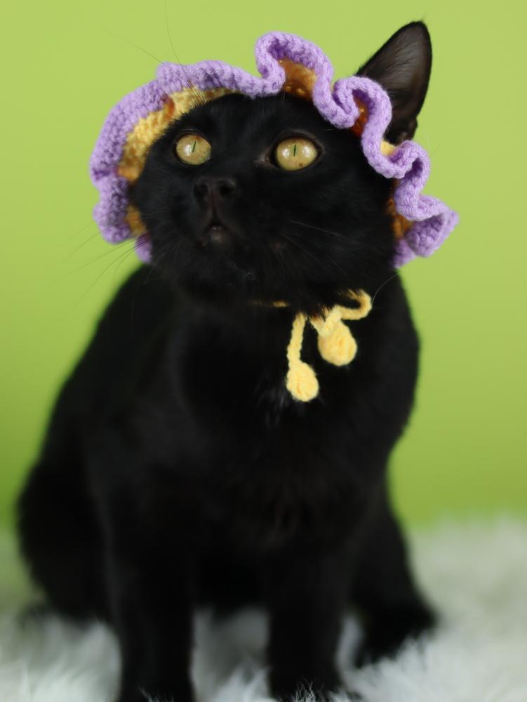 Possum, a Adoptable Domestic Short Hair in Lewisburg, TN image 3/6