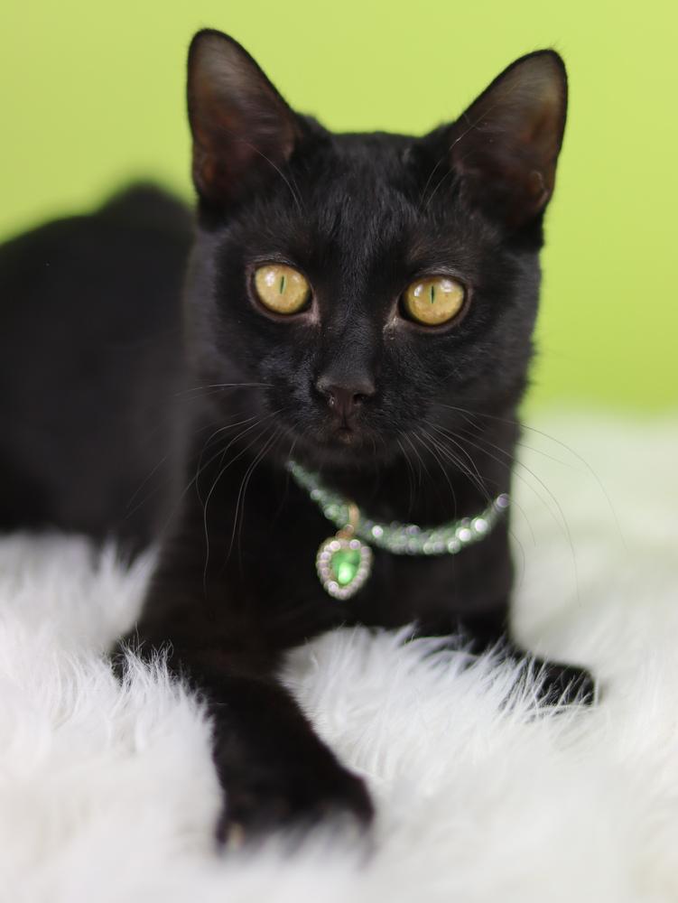 Possum, a Adoptable Domestic Short Hair in Lewisburg, TN image 5/6