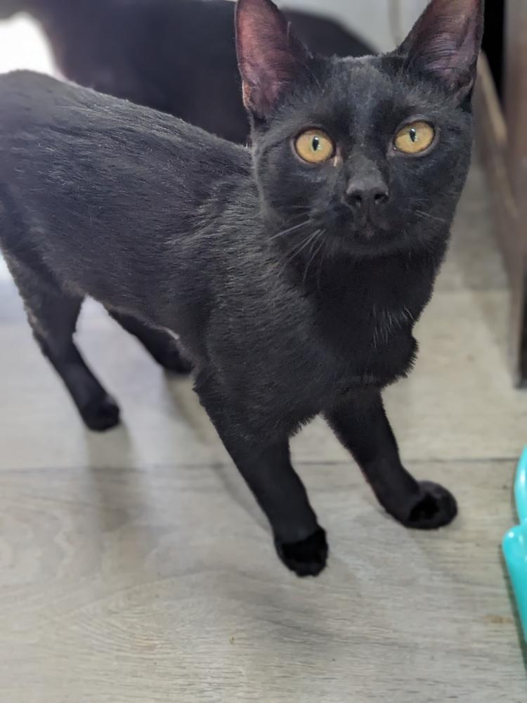 Possum, a Adoptable Domestic Short Hair in Lewisburg, TN image 6/6