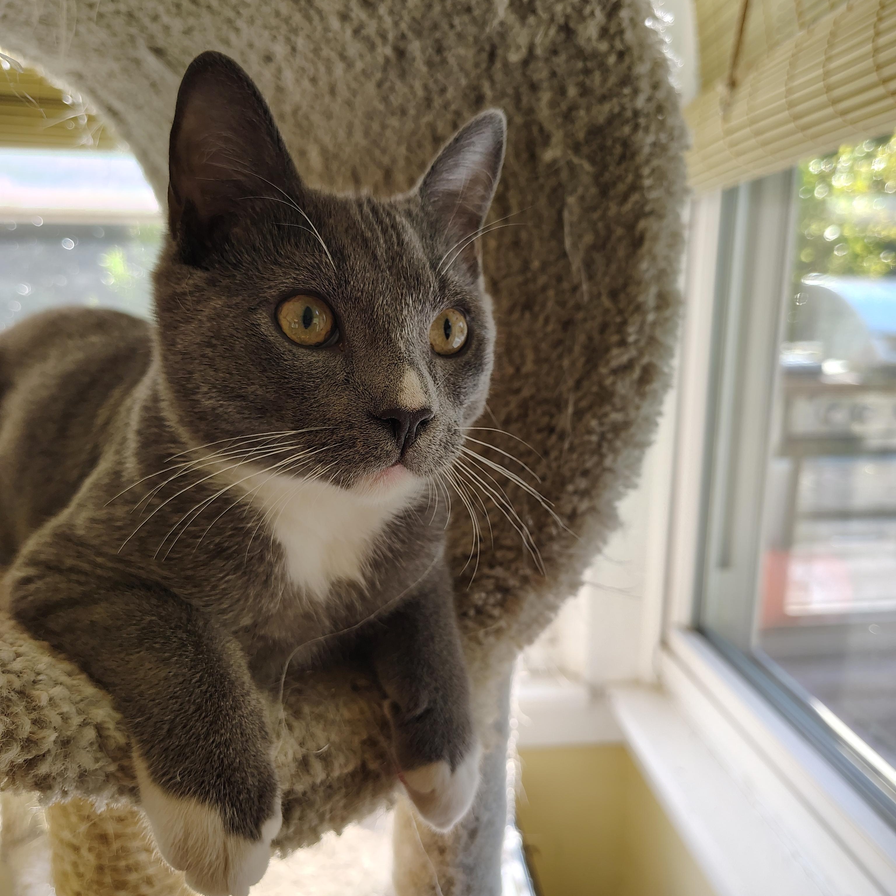 Jason, Adoptable, Kitten Male Domestic Short Hair.