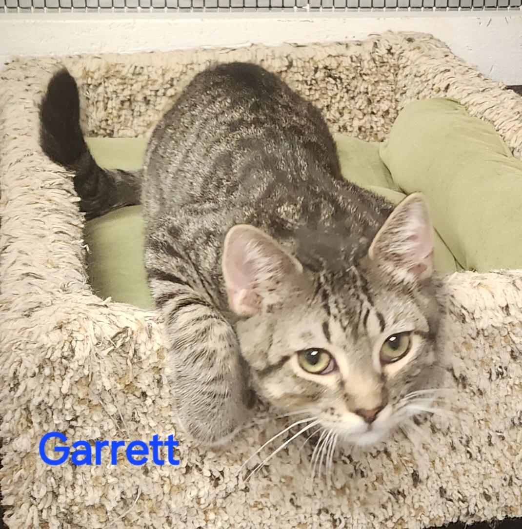 Garrett, a Adoptable mixed breed in Whitewater, WI image 4/5