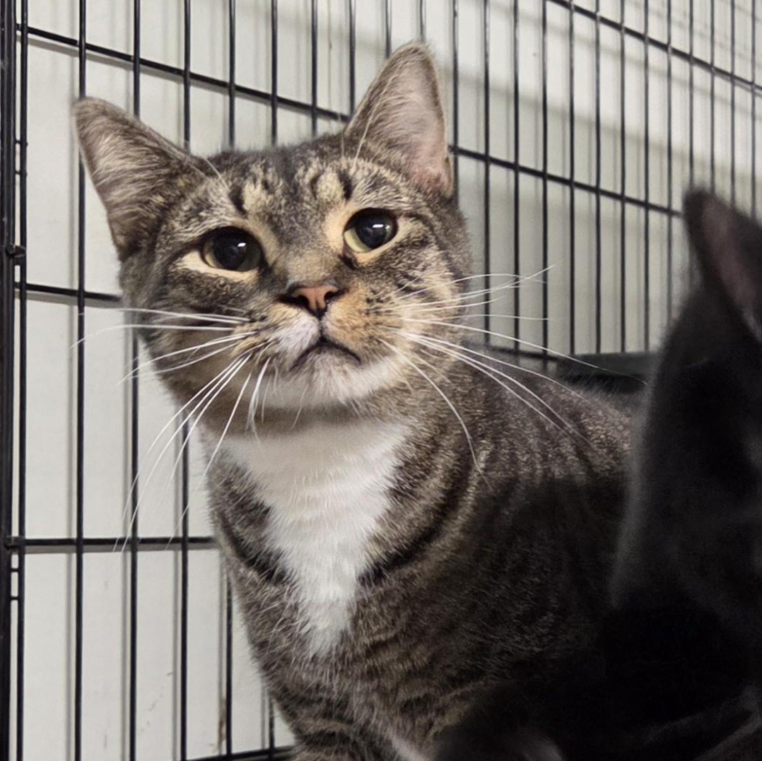 Garrett, Adoptable, Young Male Domestic Short Hair.