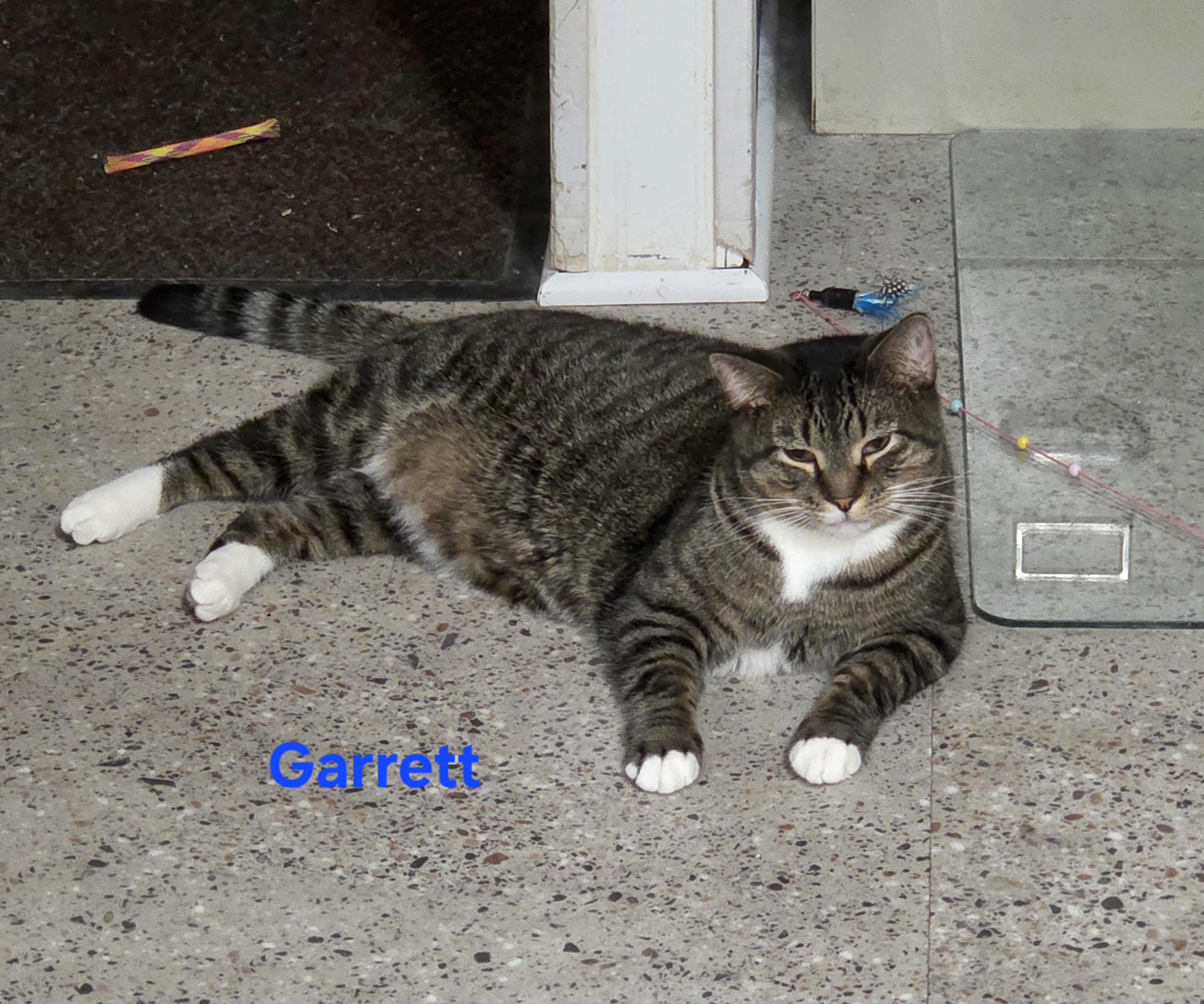 Enlarge Garrett, a Adoptable mixed breed in Whitewater, WI image 4/4