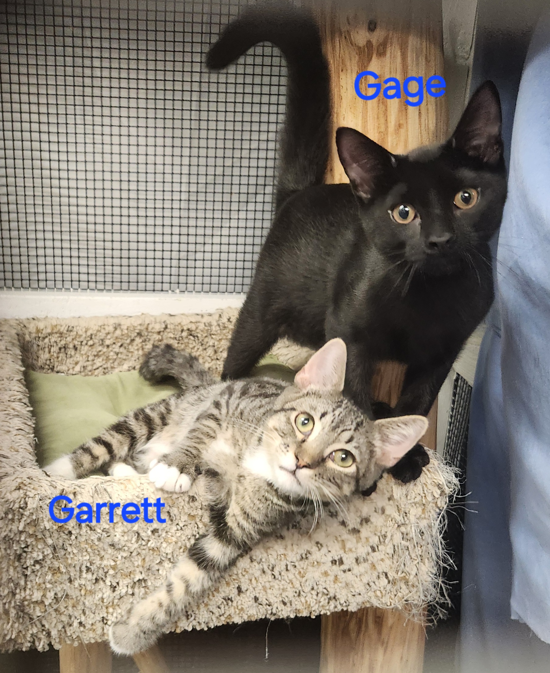 Garrett, a Adoptable mixed breed in Whitewater, WI image 5/5