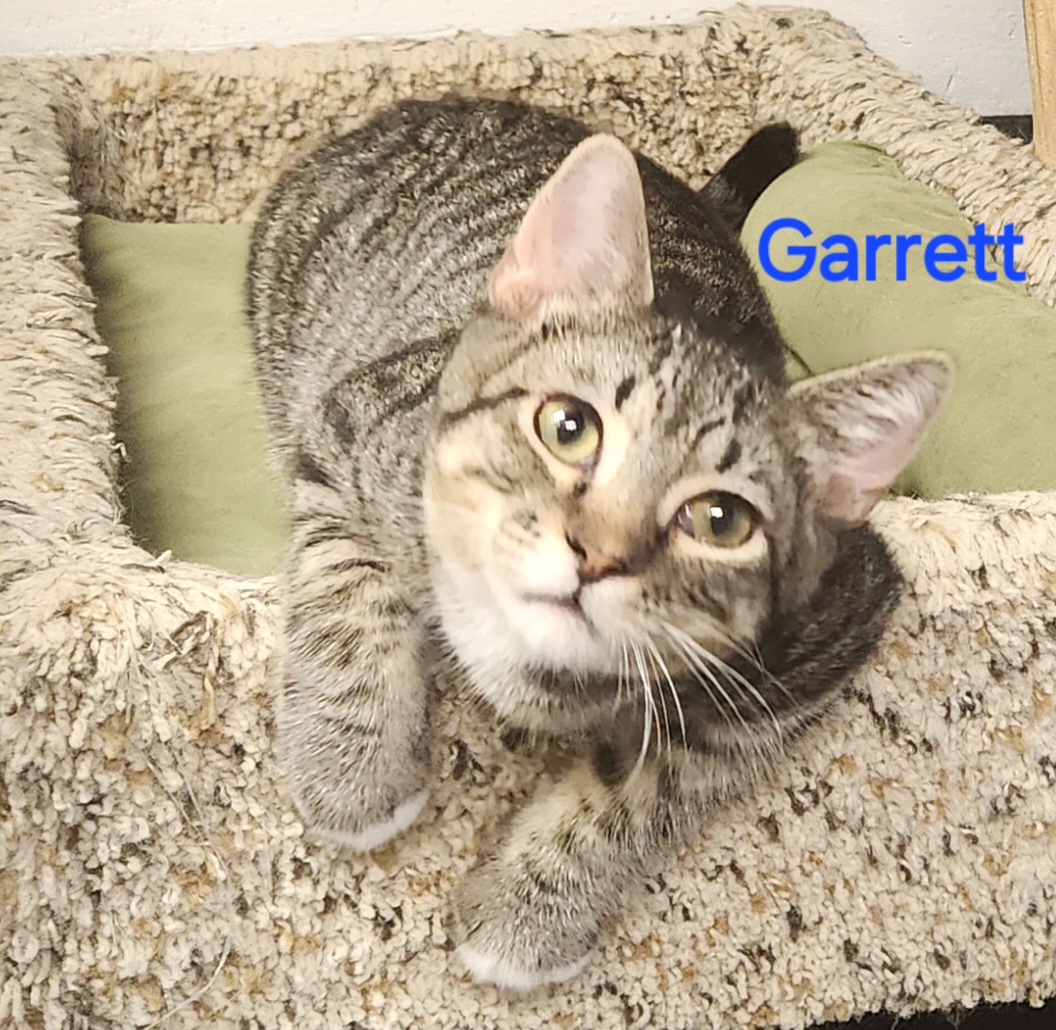 Garrett, a Adoptable mixed breed in Whitewater, WI image 3/5