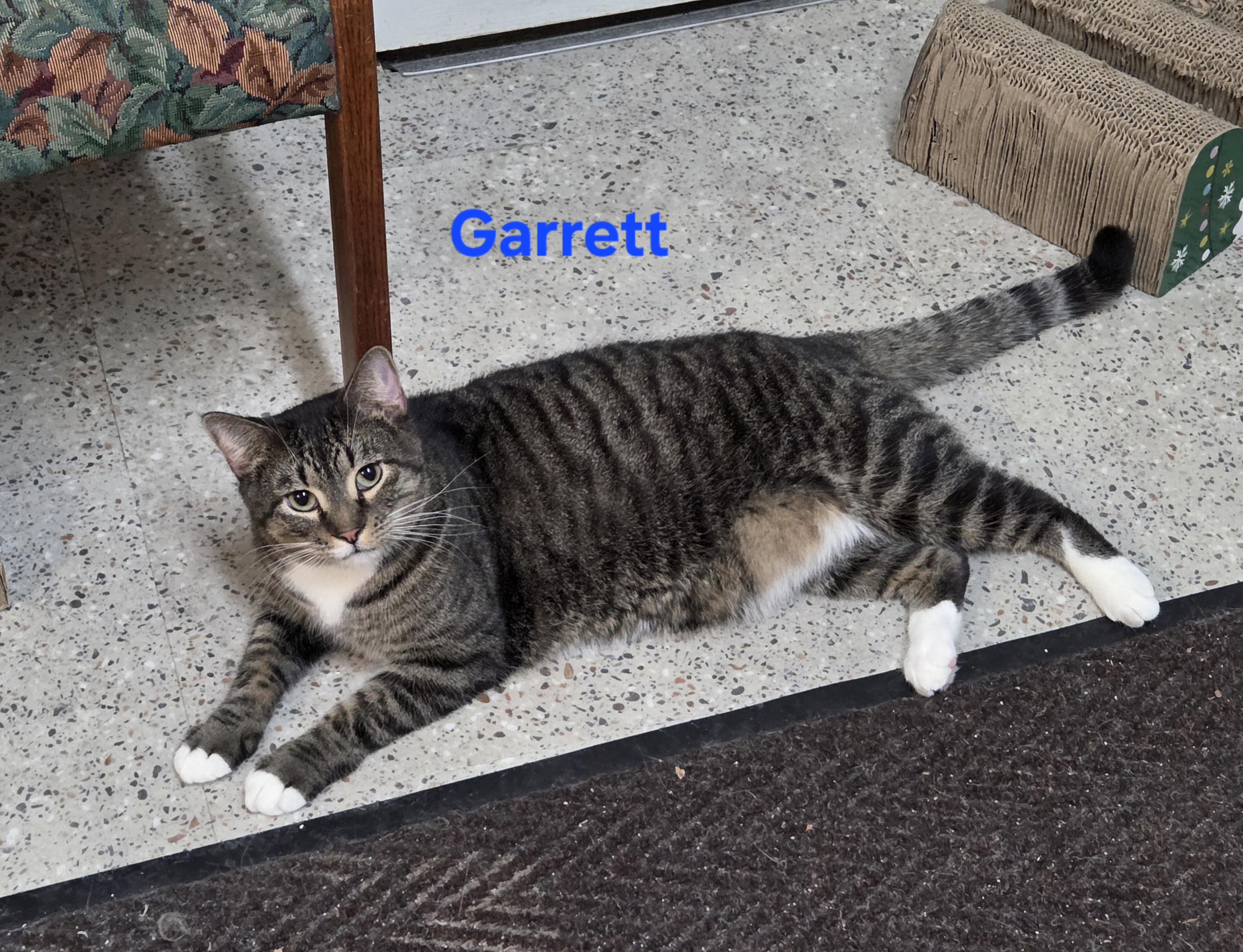 Enlarge Garrett, a Adoptable mixed breed in Whitewater, WI image 3/4