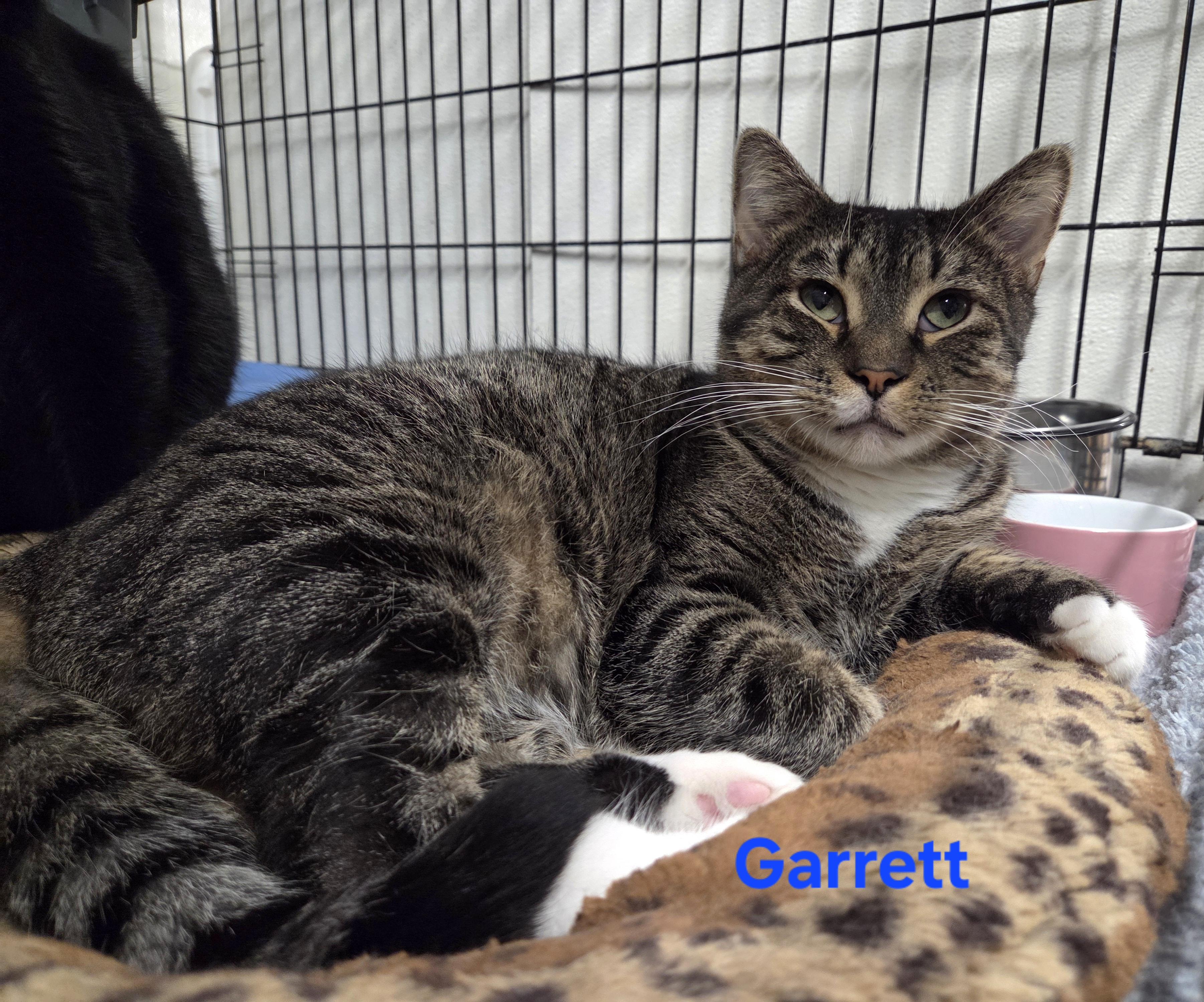 Garrett, a Adoptable mixed breed in Whitewater, WI image 1/5