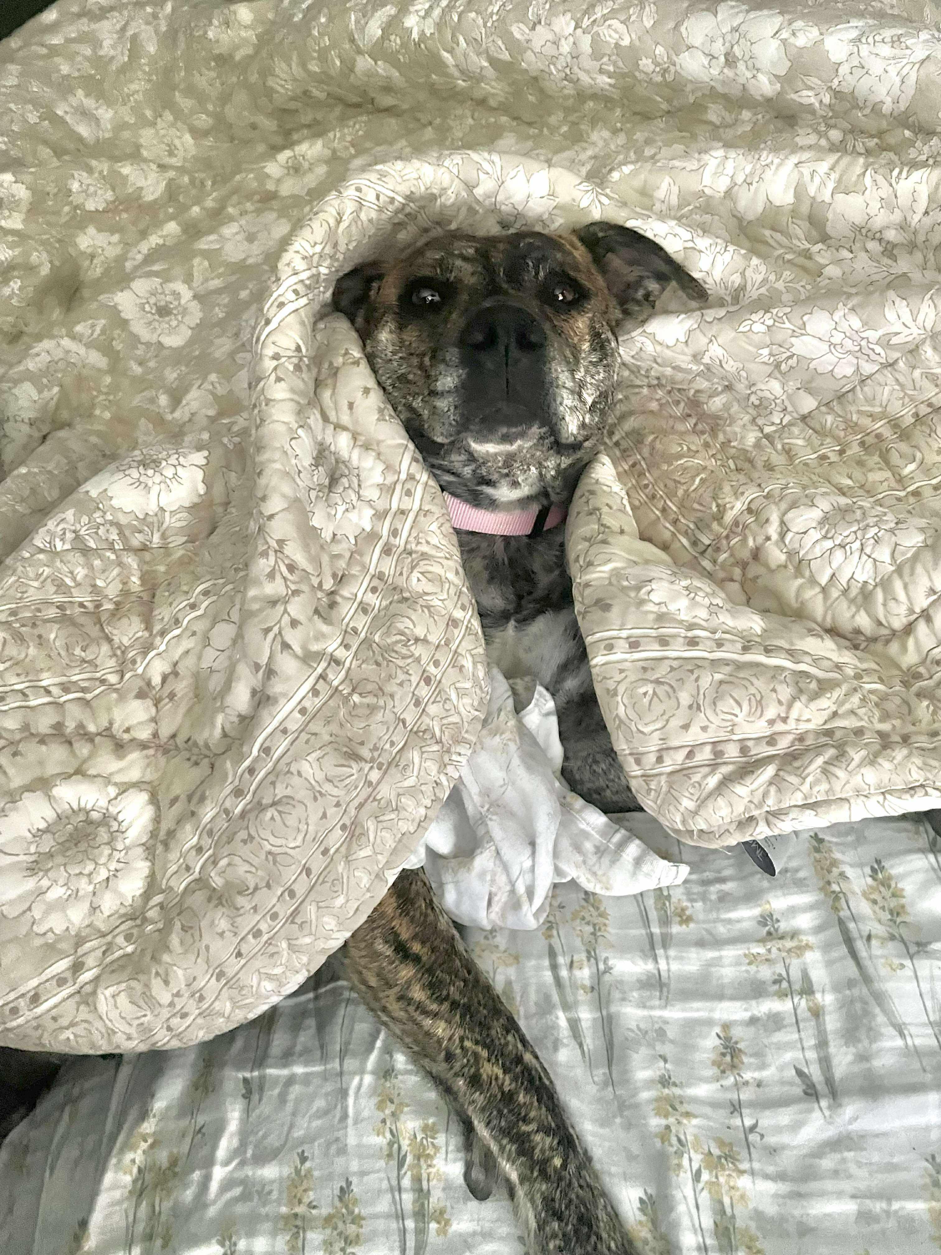 Savana, a Adoptable mixed breed in Edmonton, AB image 3/6