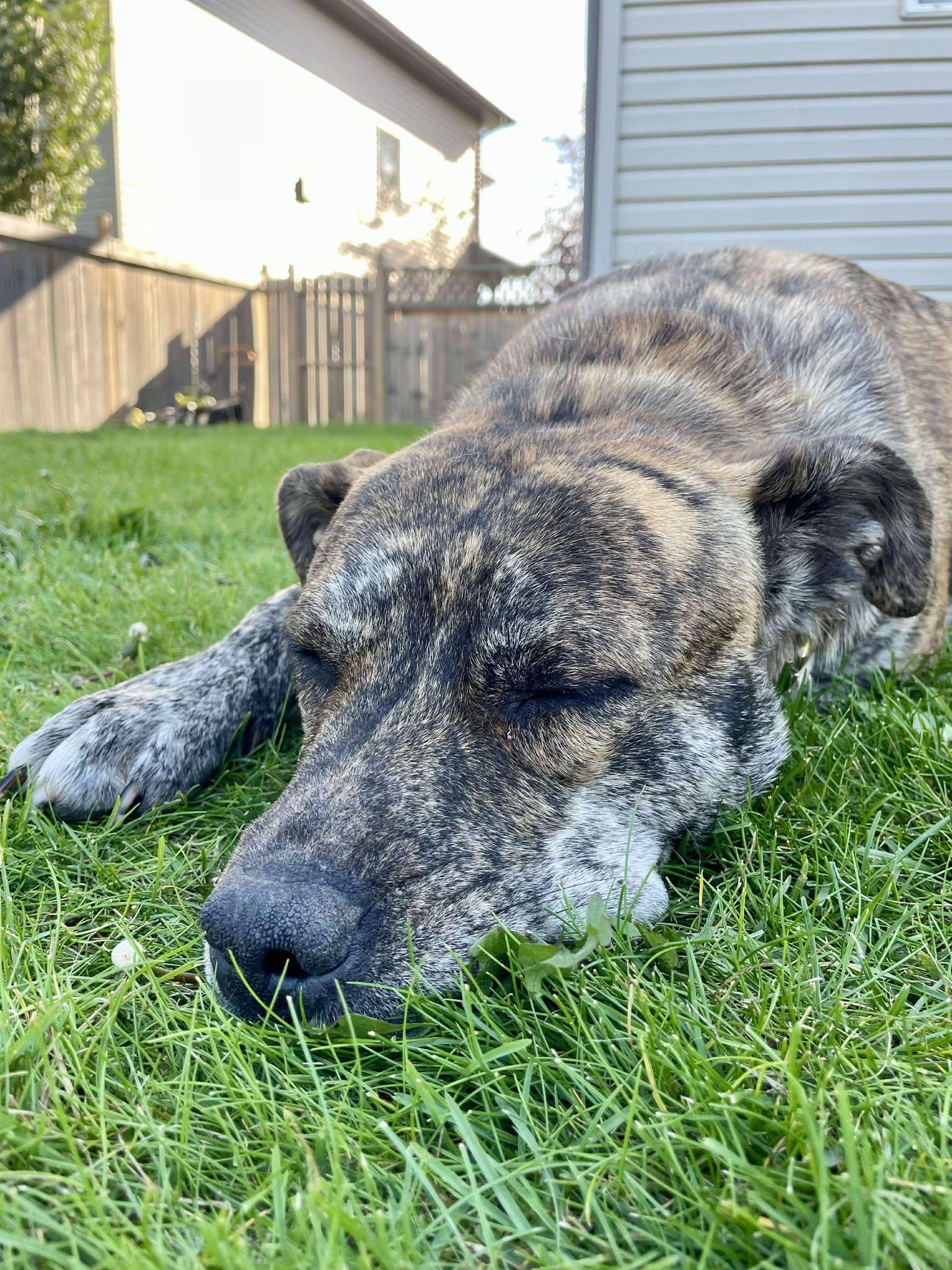 Savana, an adoptable Mixed Breed in Edmonton, AB, T5Y 3N6 | Photo Image 3