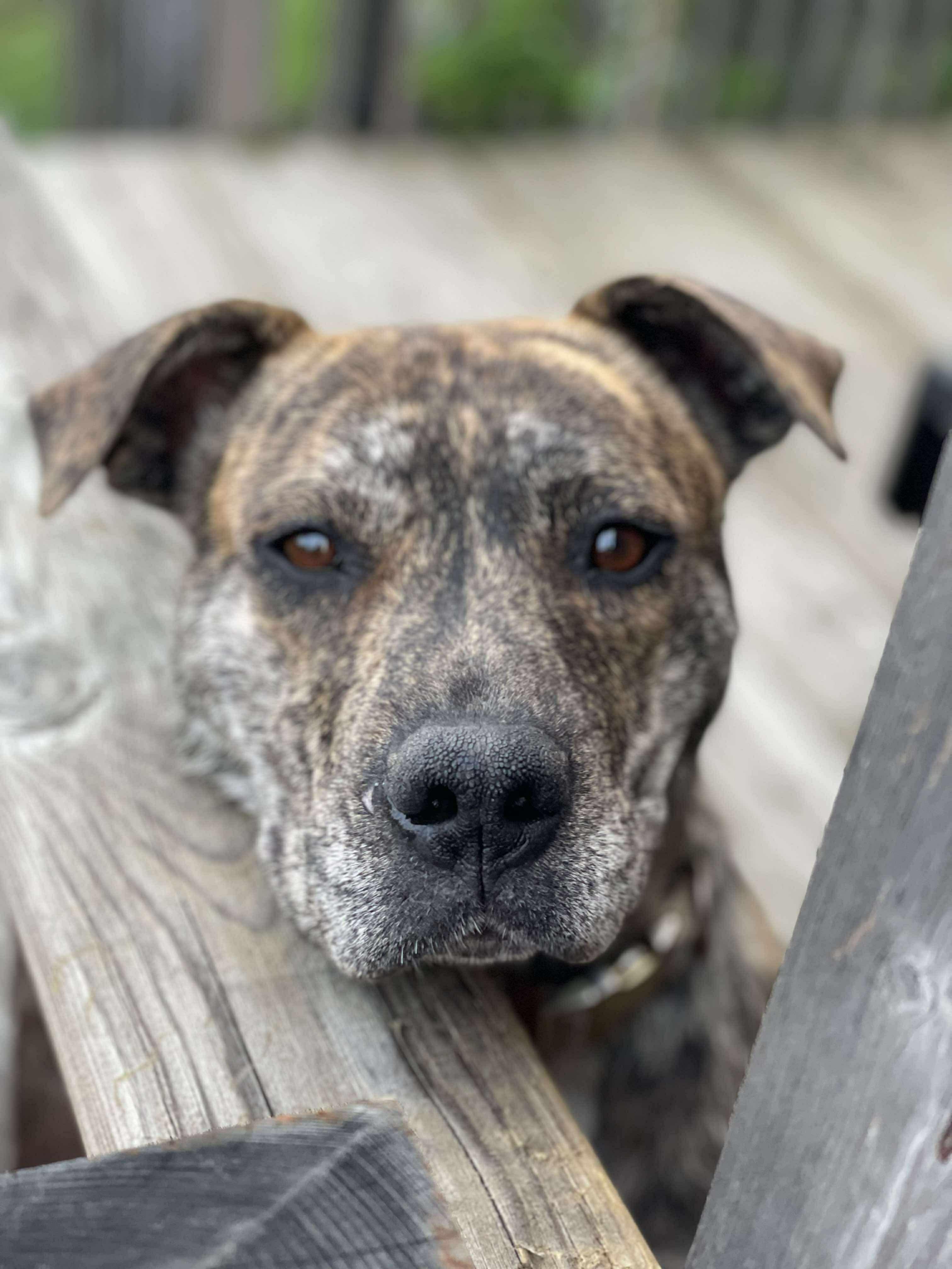 Savana, a Adoptable mixed breed in Edmonton, AB image 5/6