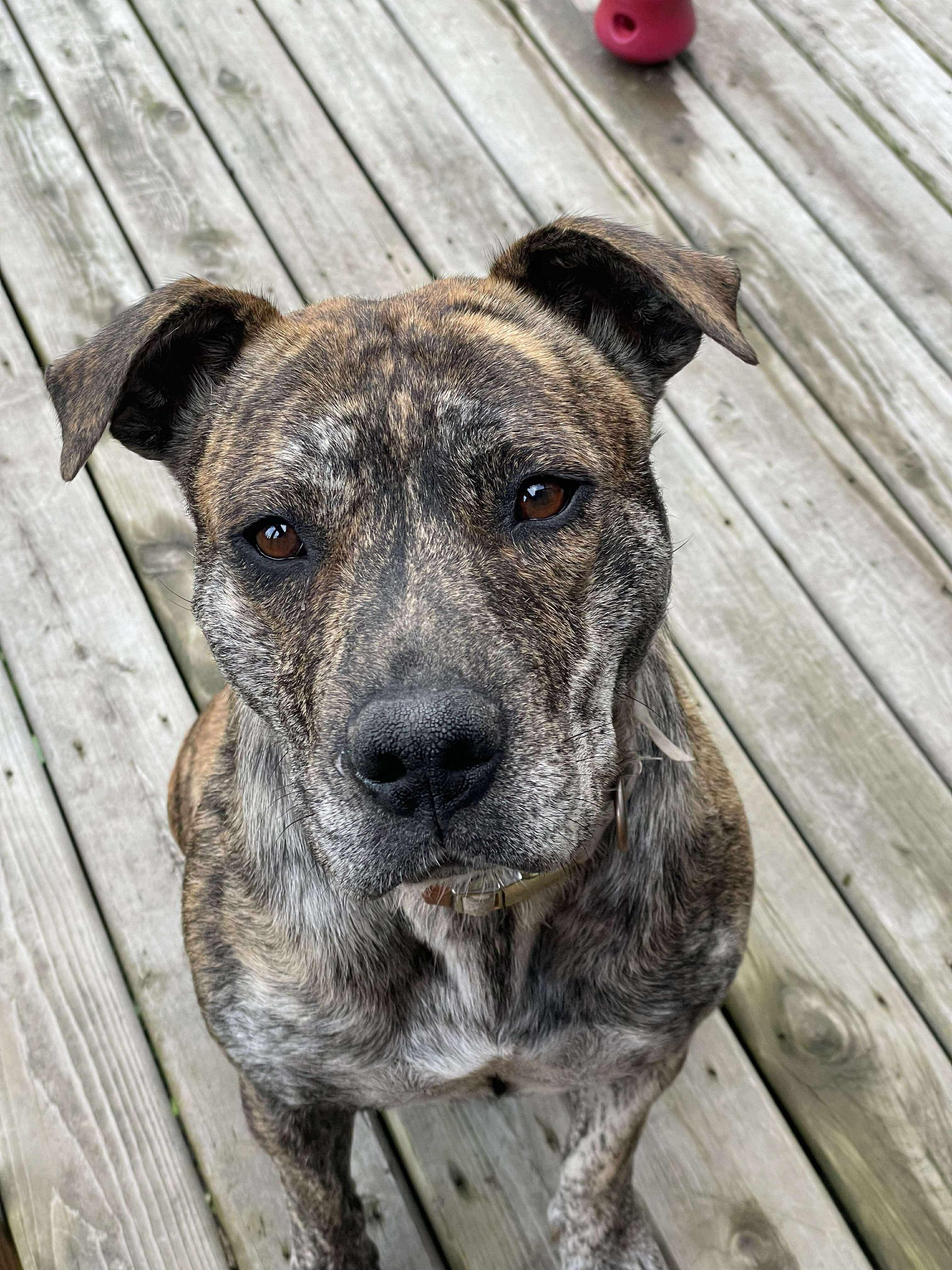 Savana, Adoptable, Adult Female Mixed Breed.