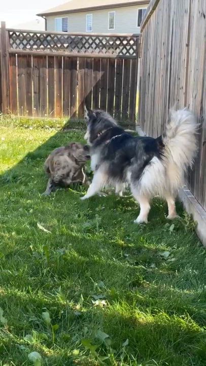 Enlarge Savana, a Adoptable mixed breed in Edmonton, AB video 6/6