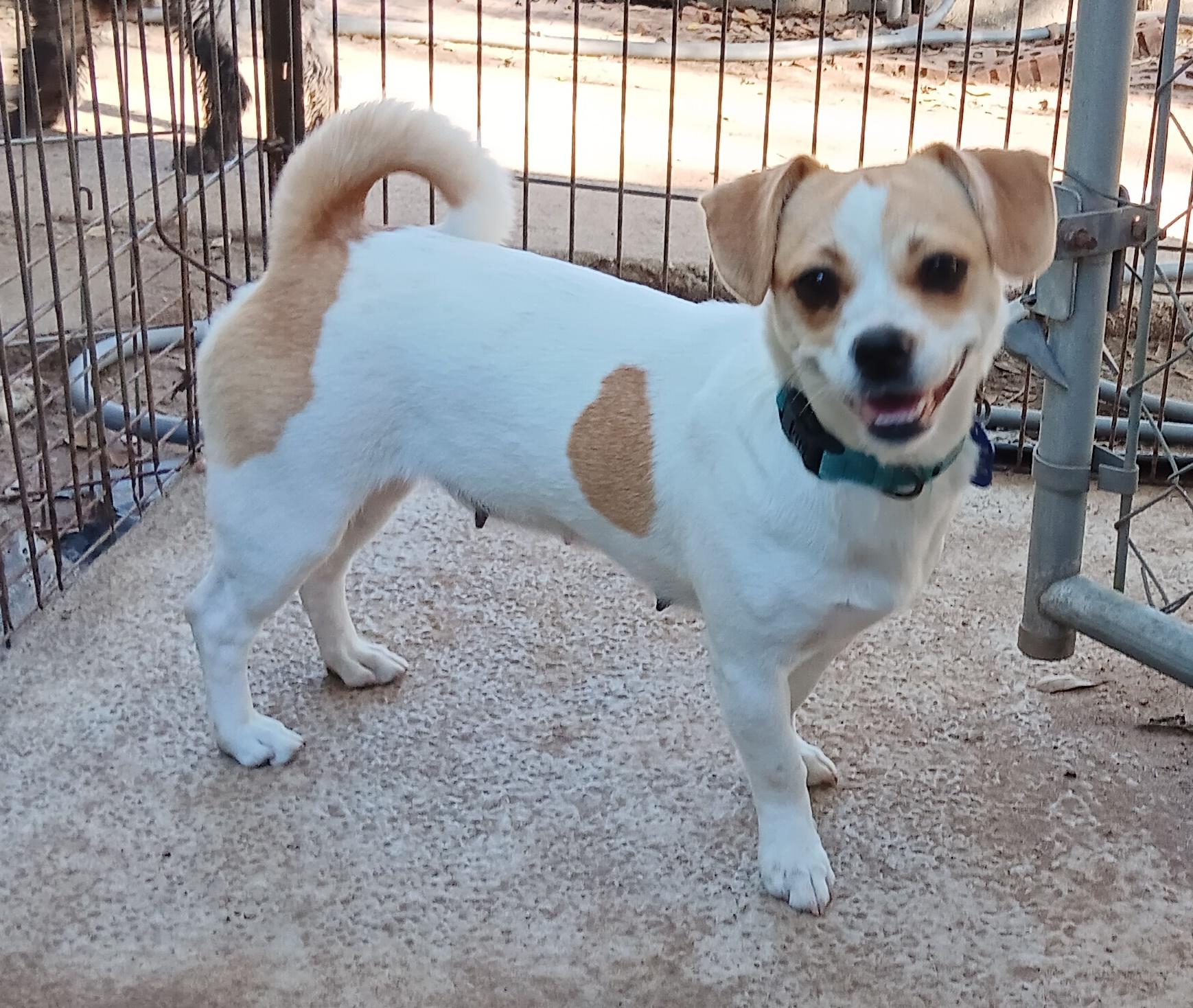 Pinta, Adopted, Young Female Chiweenie & Pug.