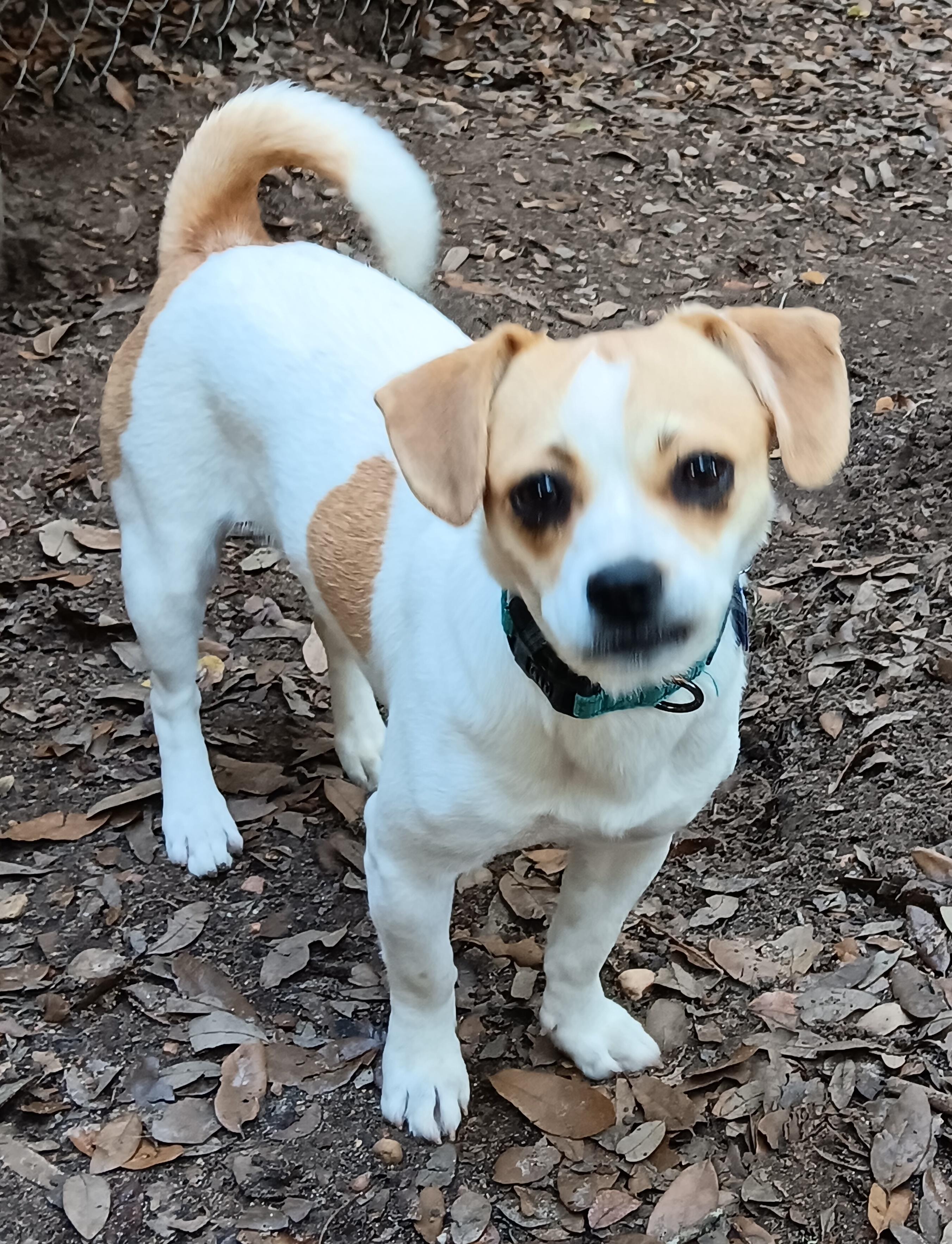 Enlarge Pinta, a Adopted mixed breed in Wallis, TX image 2/3