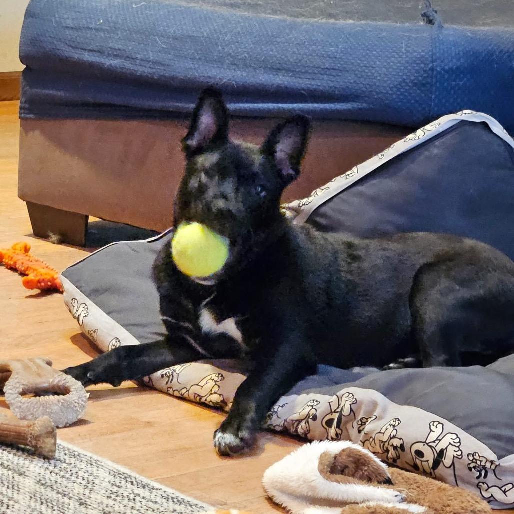 Ricky, Adoptable, Puppy Male German Shepherd Dog & Black Labrador Retriever.