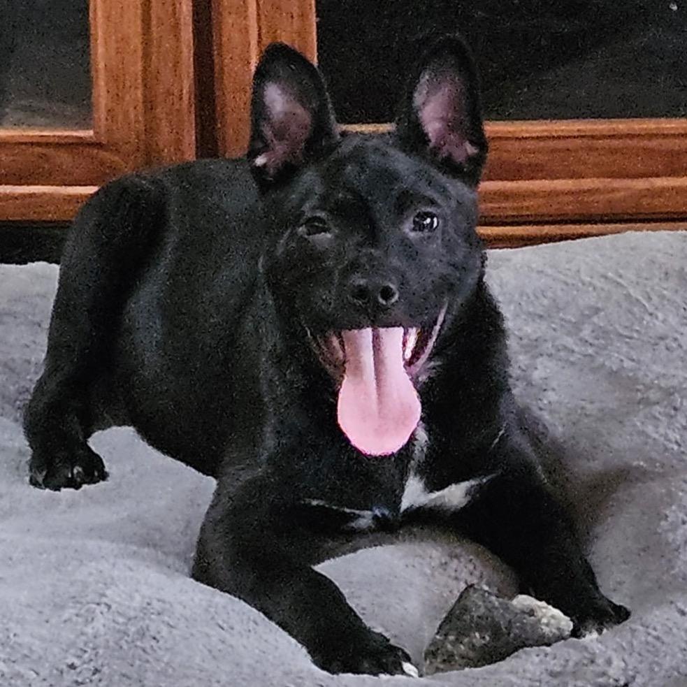 Ricky, a Adoptable mixed breed in Monroe, MI image 2/4