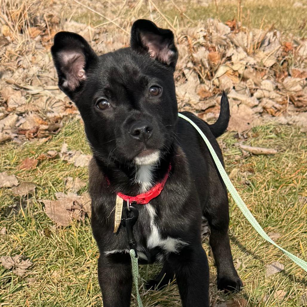 Ricky, a Adoptable mixed breed in Monroe, MI image 3/4