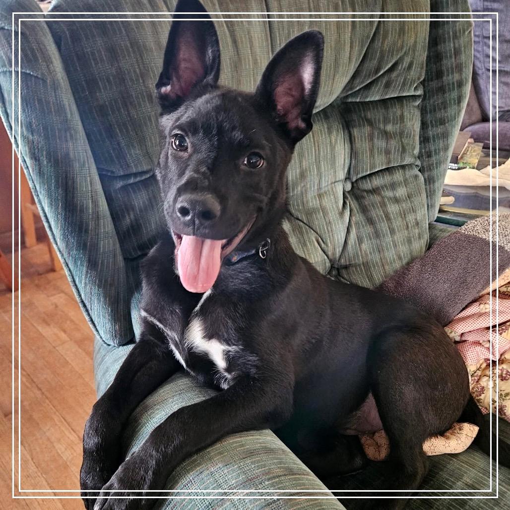 Enlarge Ricky, a Adoptable mixed breed in Monroe, MI image 4/5