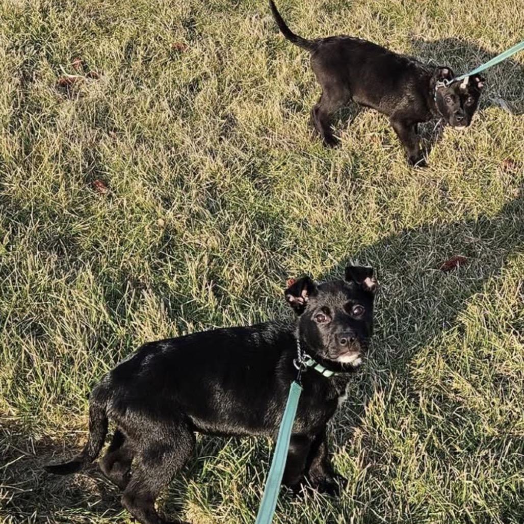 Ricky, a Adoptable mixed breed in Monroe, MI image 4/4
