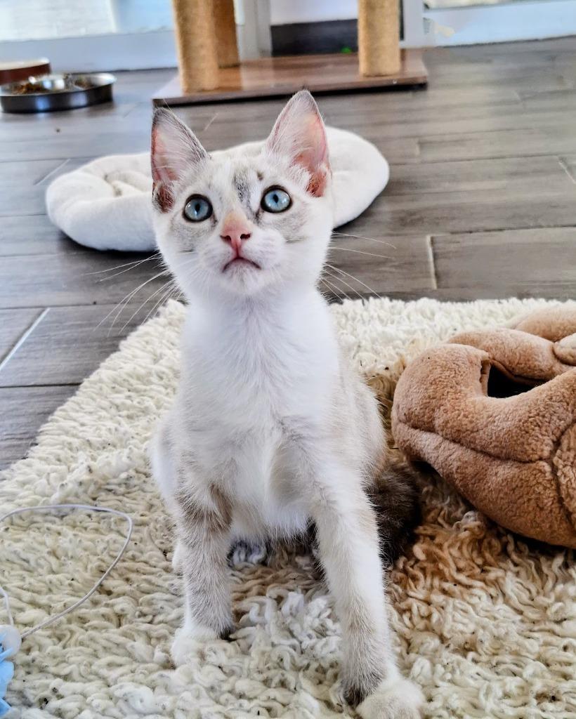 Noki — thumbnail 2