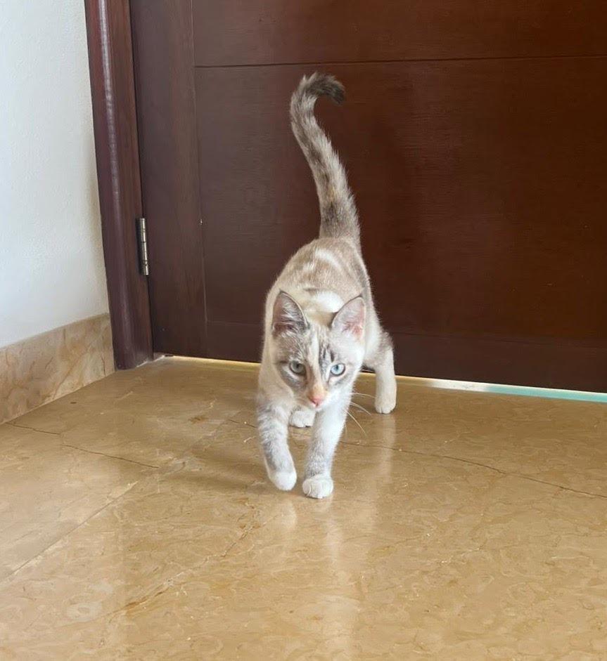 Noki — thumbnail 3