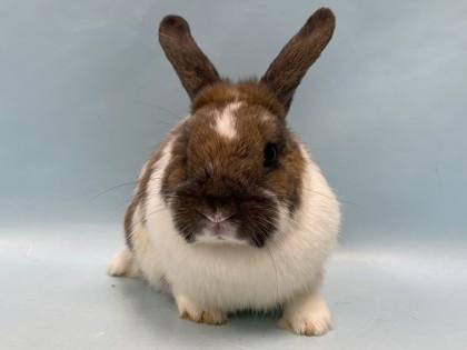 Enlarge Smores, a Adoptable mixed breed in Coon Rapids, MN image 1/1
