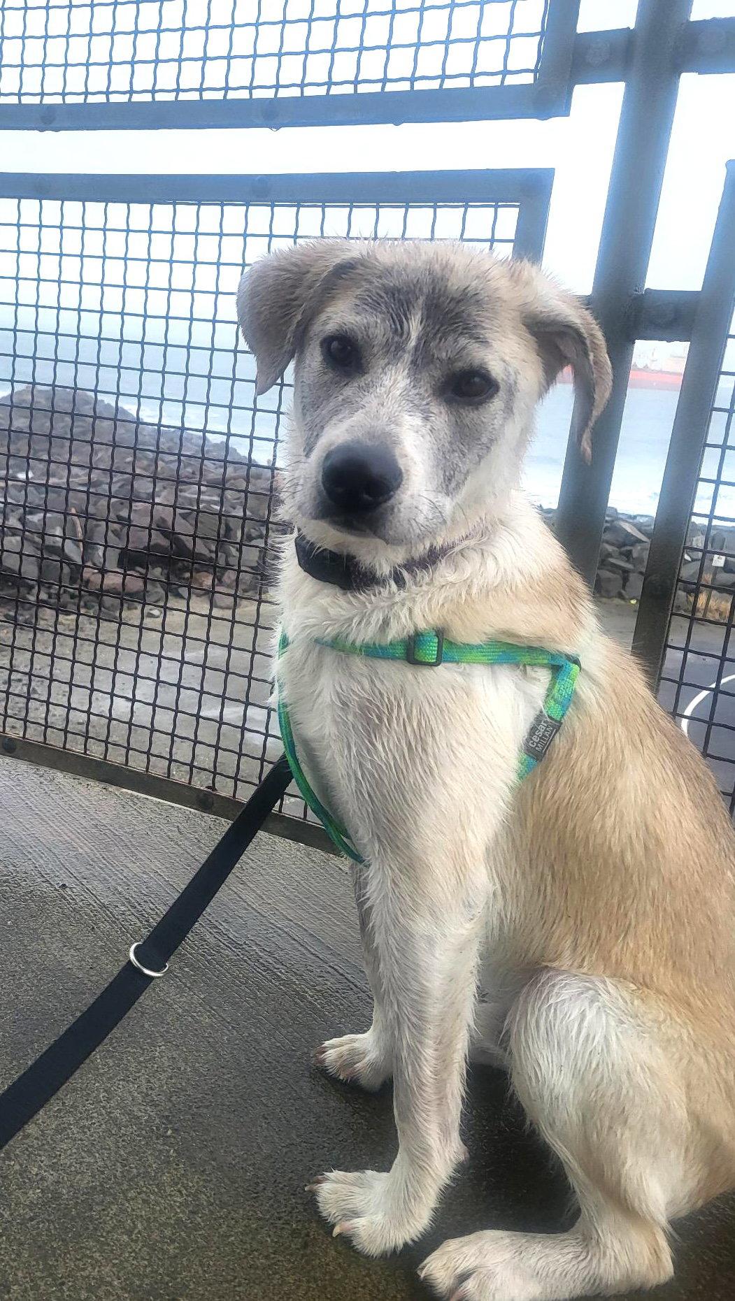 Denali, Adoptable, Young Male Husky.