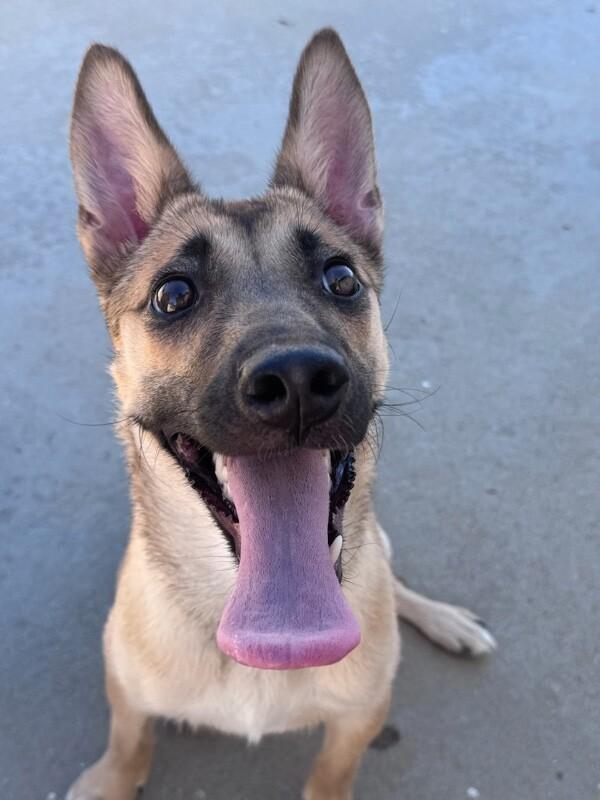 Mercedes, Adoptable, Puppy Female German Shepherd Dog & Husky.