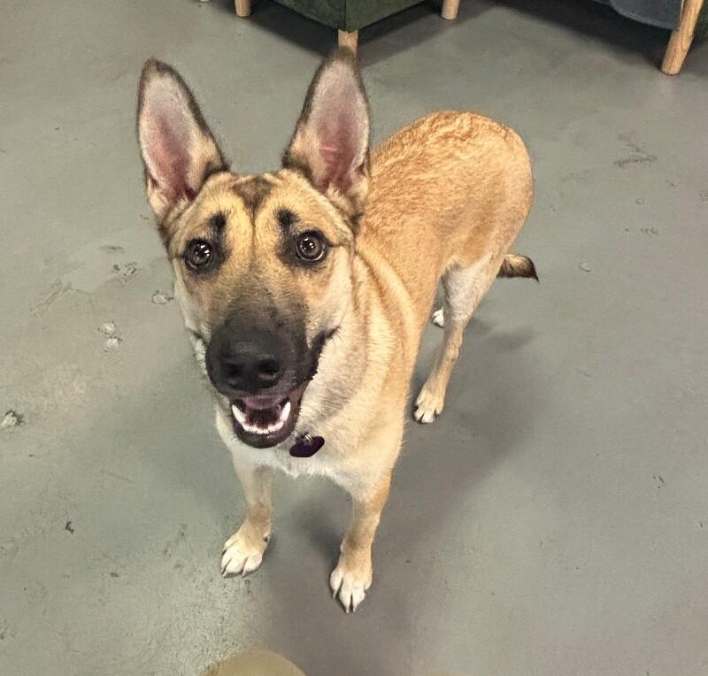 Mercedes, Adoptable, Puppy Female German Shepherd Dog & Husky.