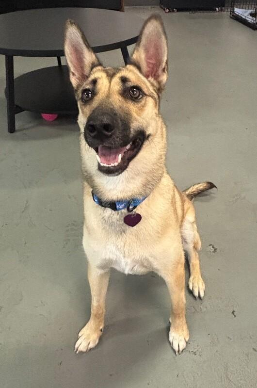Enlarge Mercedes, a Adoptable mixed breed in Van Nuys, CA image 2/6