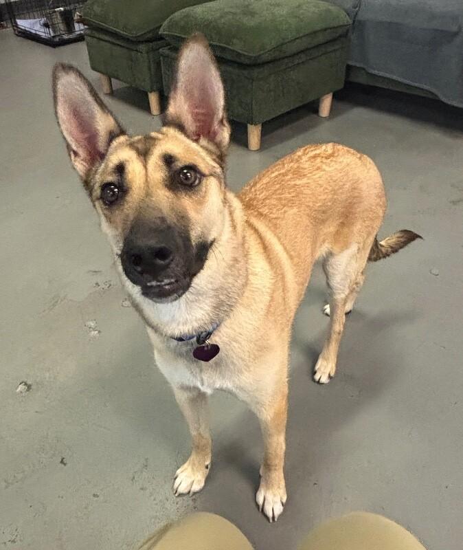 Enlarge Mercedes, a Adoptable mixed breed in Van Nuys, CA image 3/6