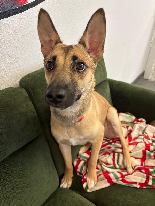 Enlarge Mercedes, a Adoptable mixed breed in Van Nuys, CA image 4/6