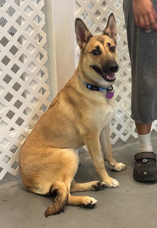 Enlarge Mercedes, a Adoptable mixed breed in Van Nuys, CA image 5/6