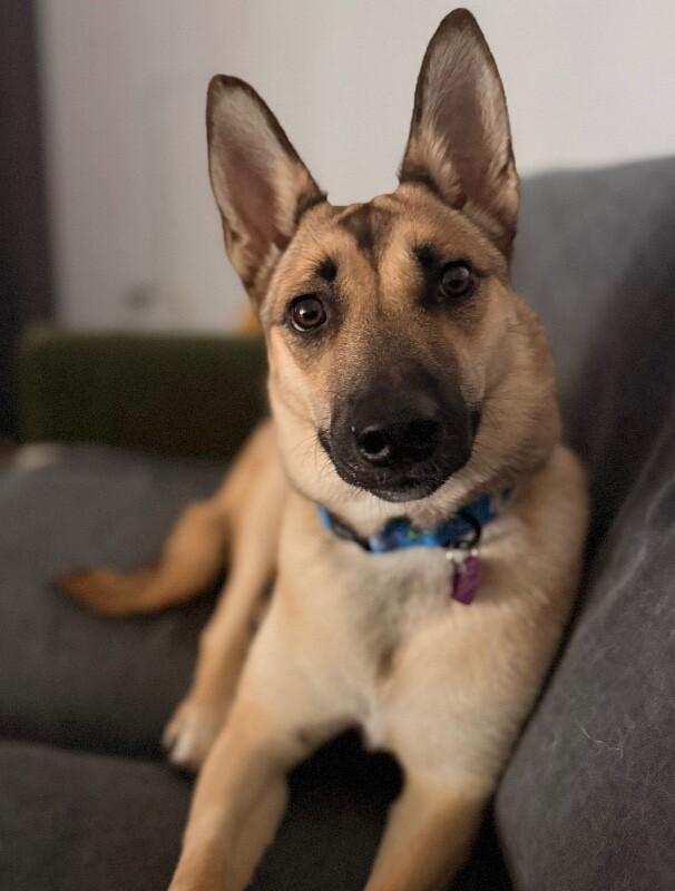 Enlarge Mercedes, a Adoptable mixed breed in Van Nuys, CA image 6/6