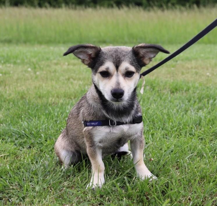 Enlarge Fiona, a Adopted mixed breed in Nashville , TN image 1/5