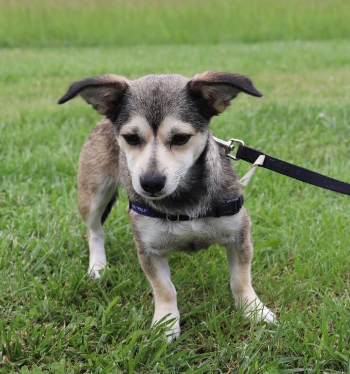 Fiona, Adopted, Adult Female Chihuahua & Pomeranian.