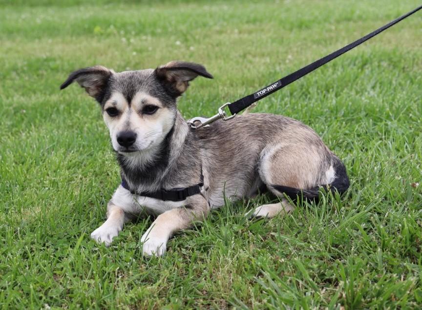 Enlarge Fiona, a Adopted mixed breed in Nashville , TN image 3/5