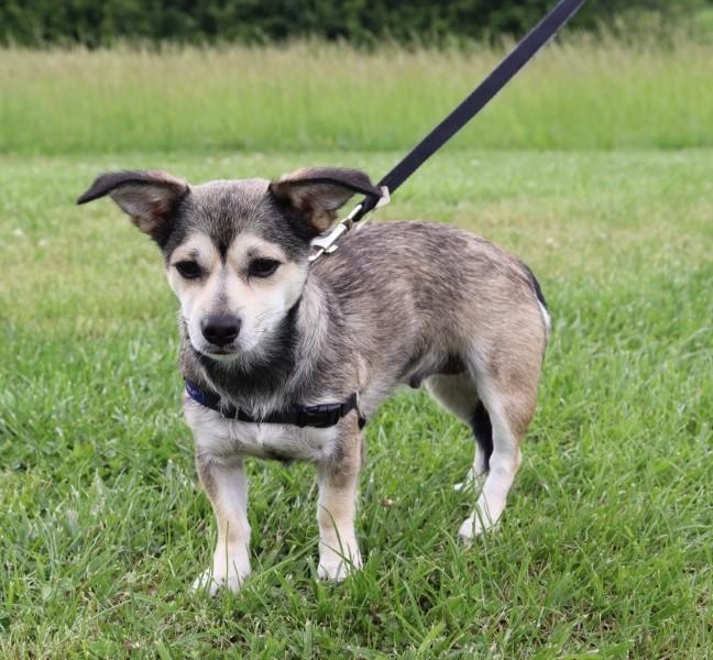 Enlarge Fiona, a Adopted mixed breed in Nashville , TN image 4/5