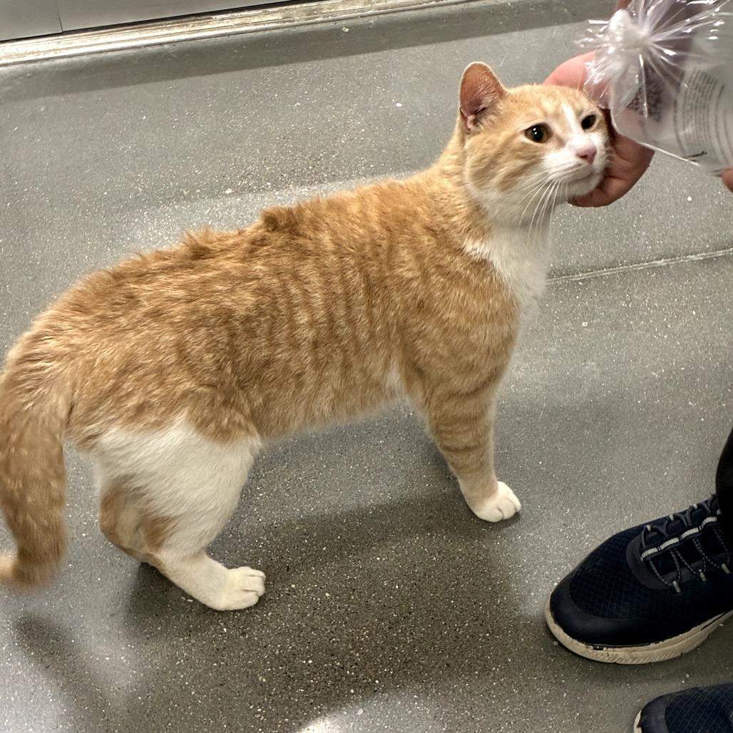 Stewart, Adoptable, Adult Male Domestic Short Hair.