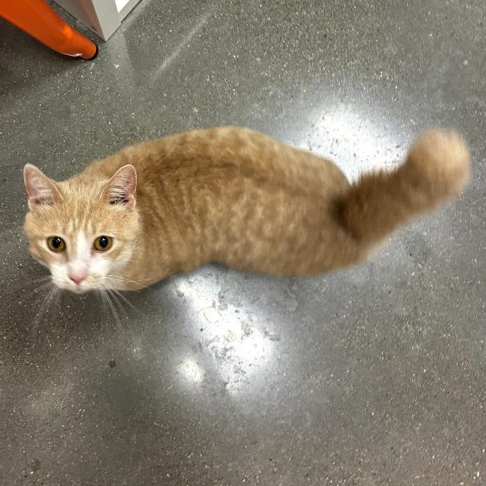 Enlarge Stewart, a Adoptable Domestic Short Hair in Shelbyville, IN image 2/2