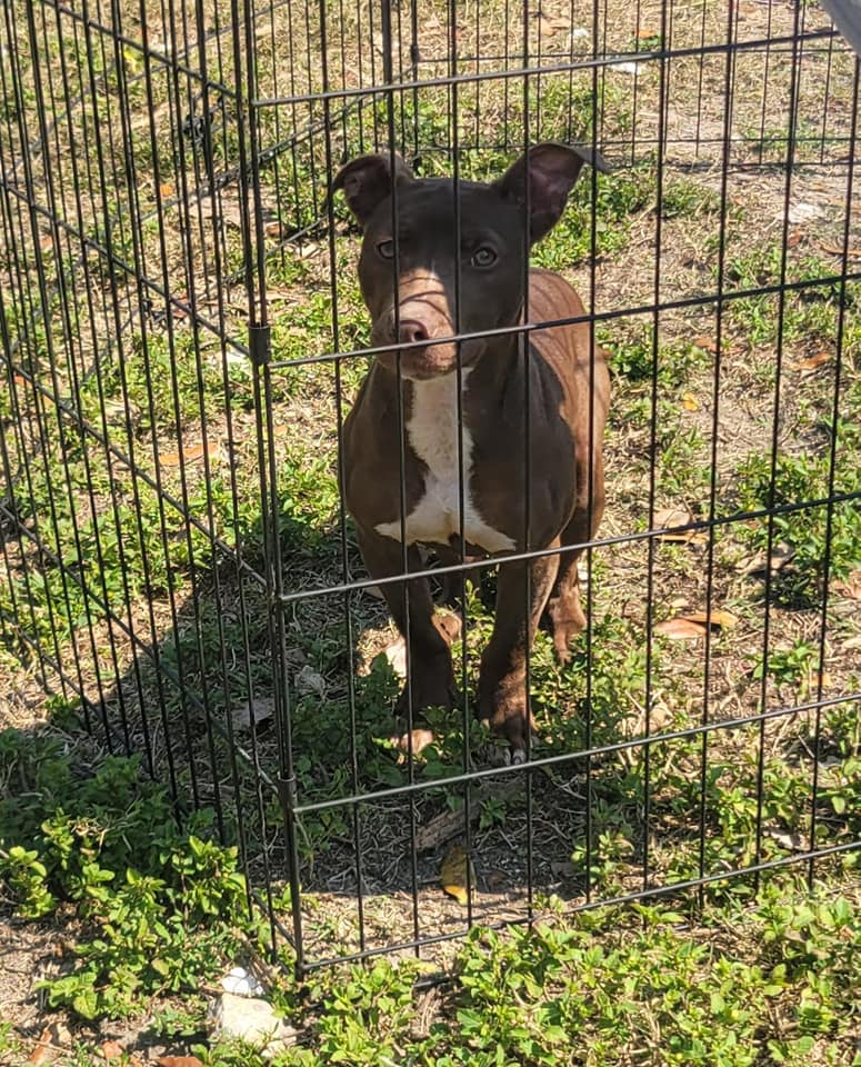 Enlarge Coco, a Adoptable mixed breed in Fort Myers, FL image 1/1