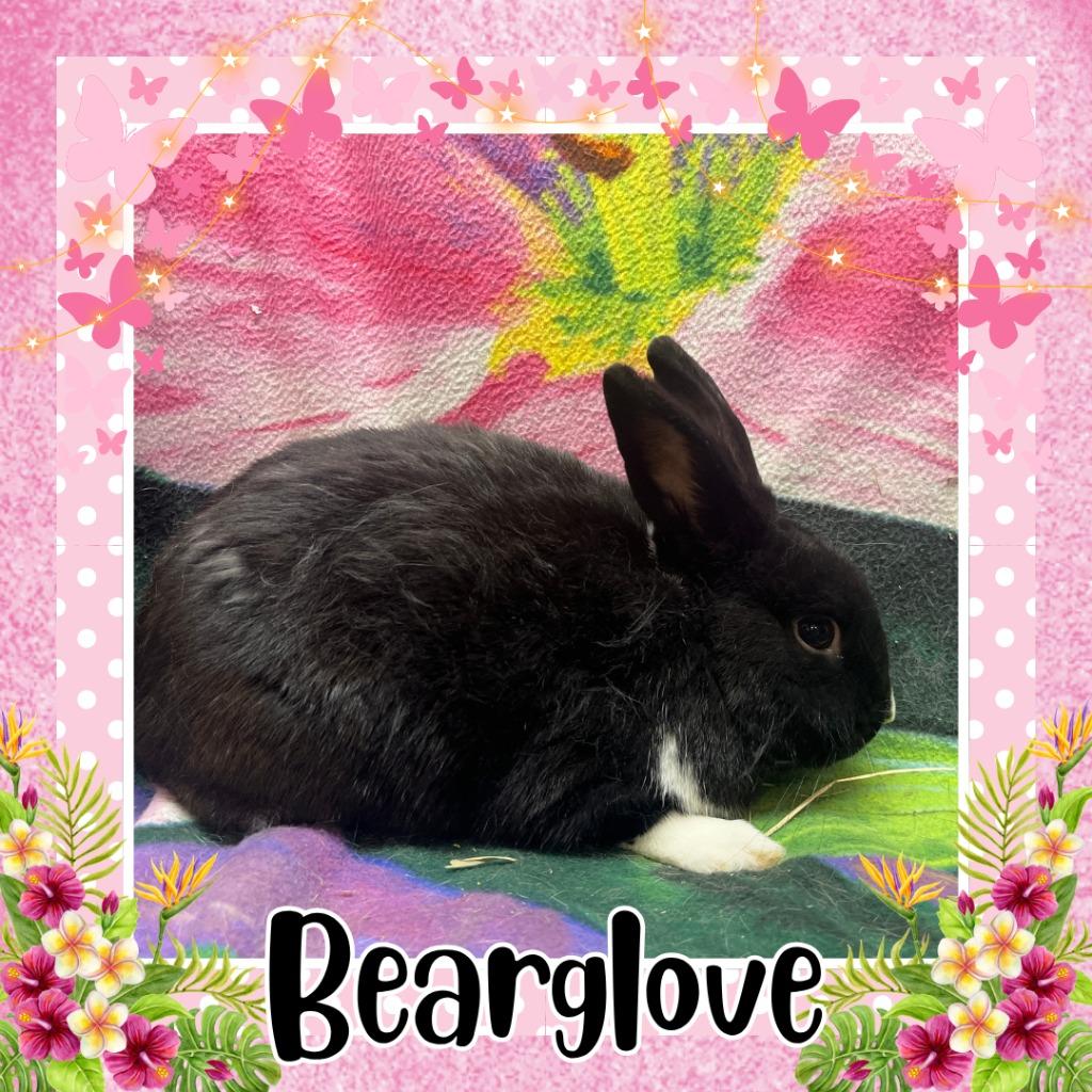 Bearglove, Adoptable, Young Male Dutch.
