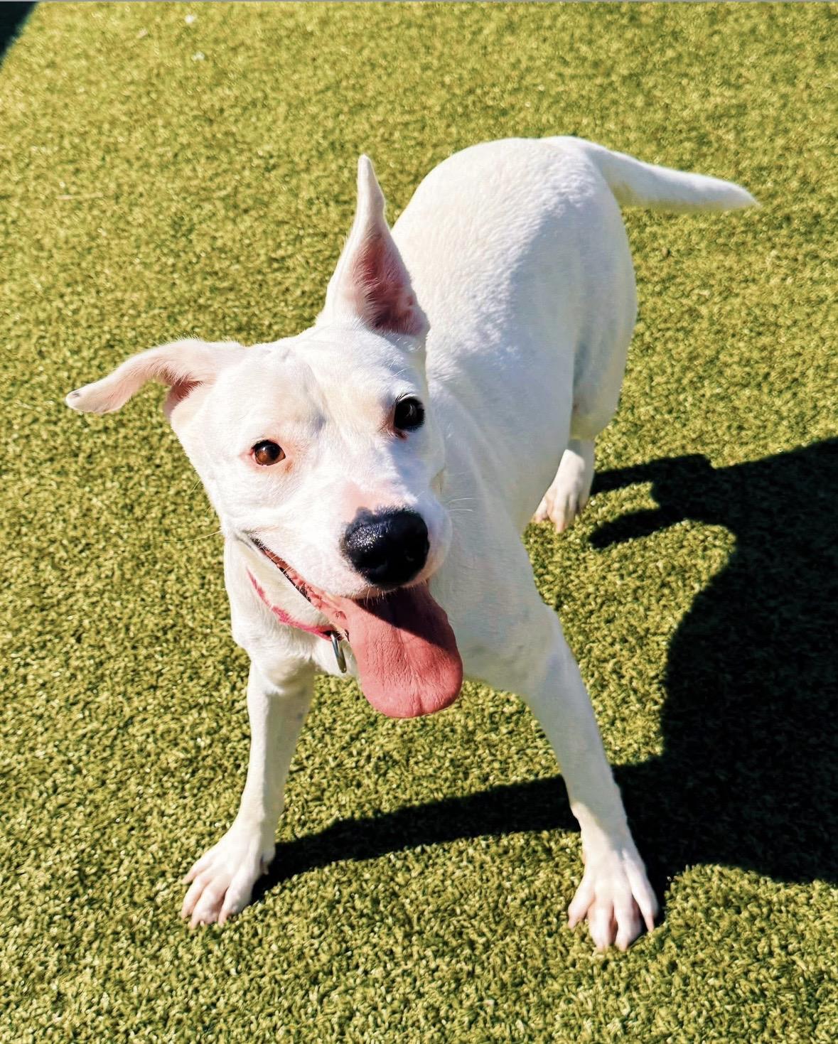 Enlarge Nevada, a Adoptable mixed breed in Hays, KS image 1/6