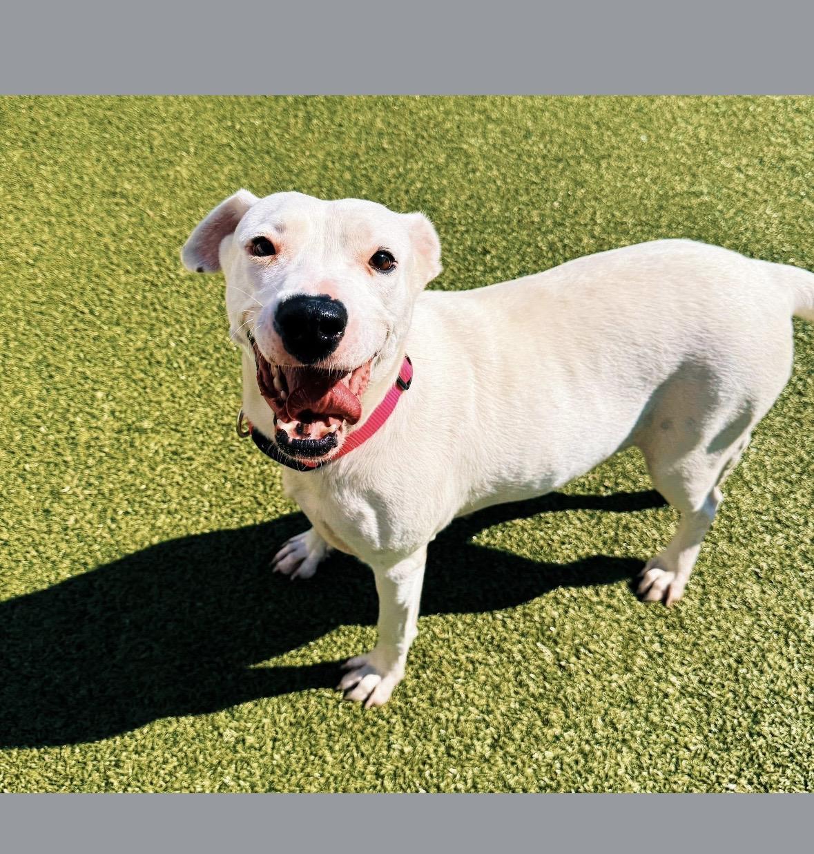 Enlarge Nevada, a Adoptable mixed breed in Hays, KS image 2/6