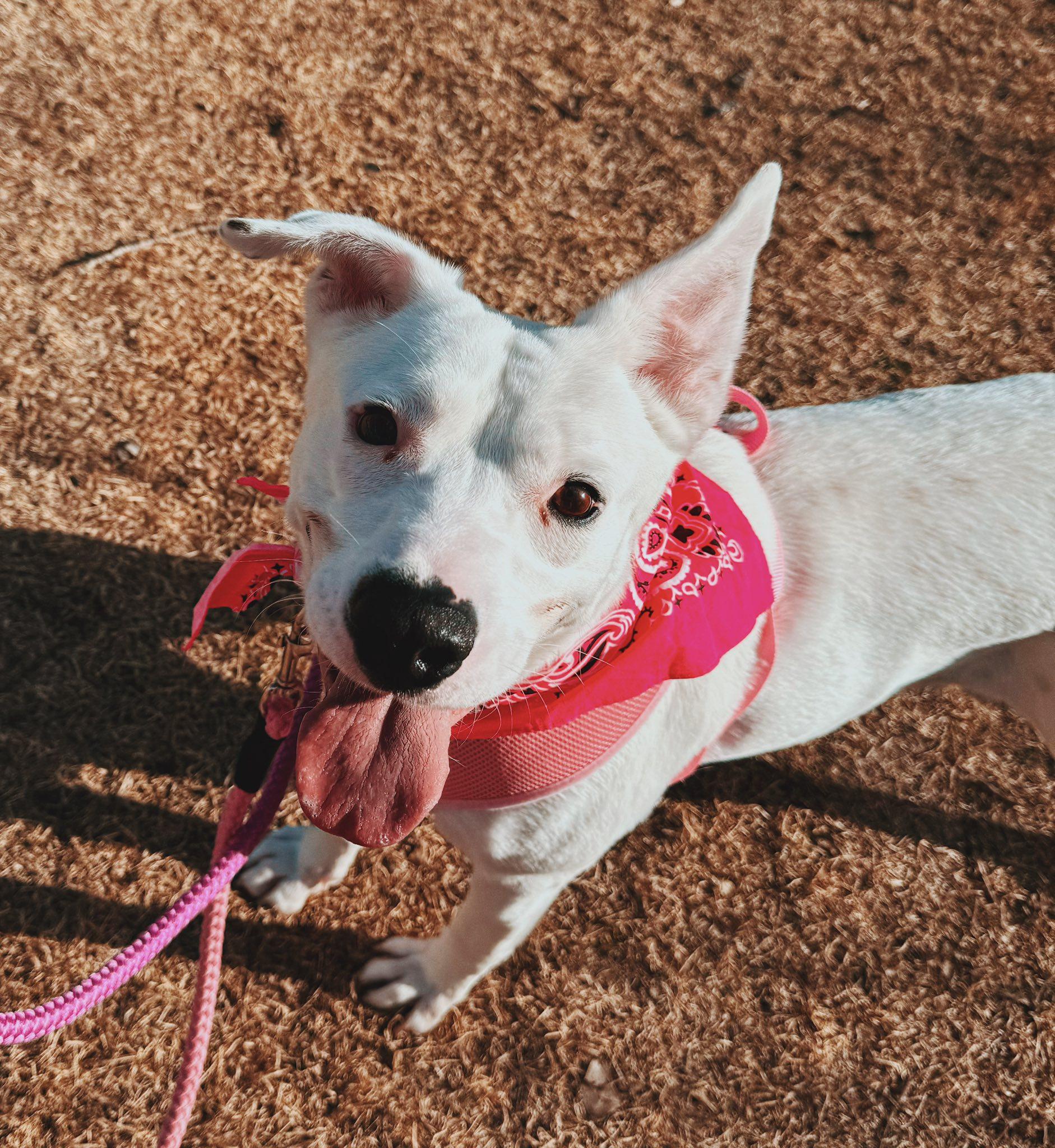 Enlarge Nevada, an adopted mixed breed in Hays, KS image 5/6