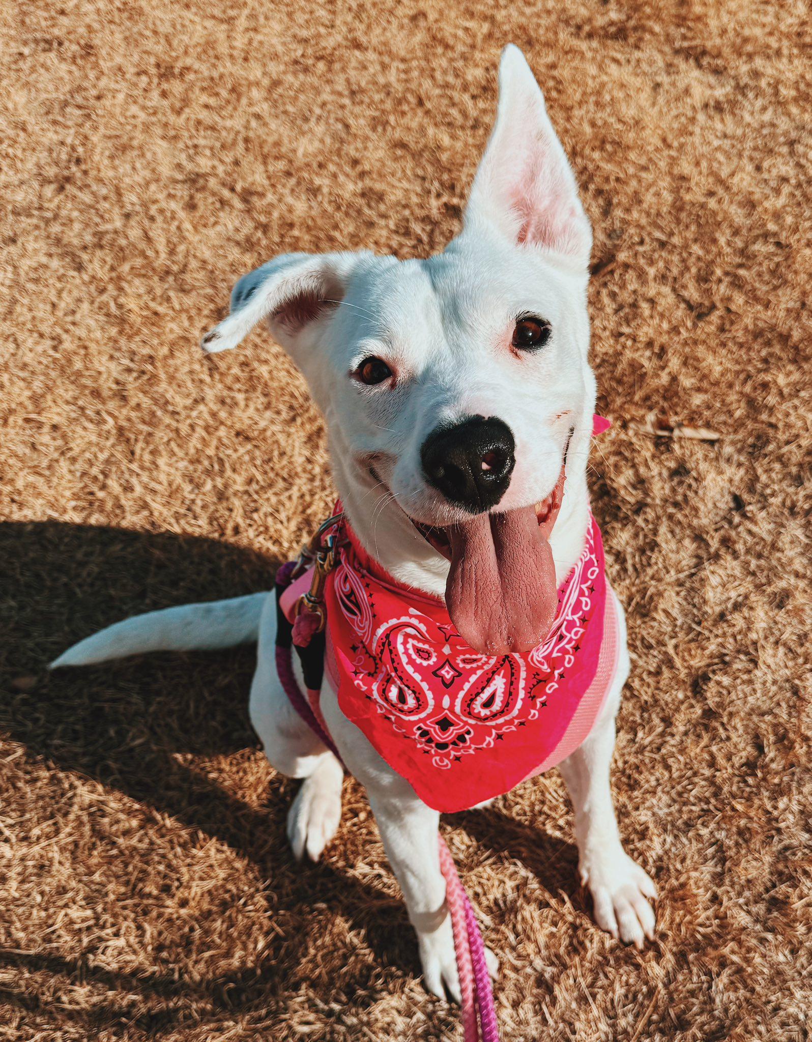 Enlarge Nevada, an adopted mixed breed in Hays, KS image 1/6