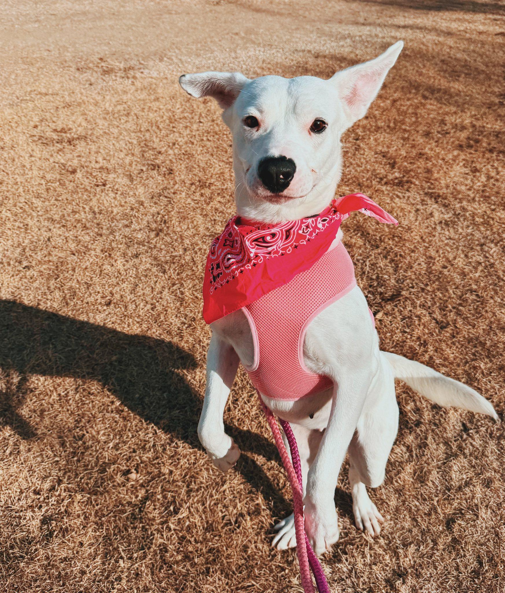 Enlarge Nevada, an adopted mixed breed in Hays, KS image 2/6