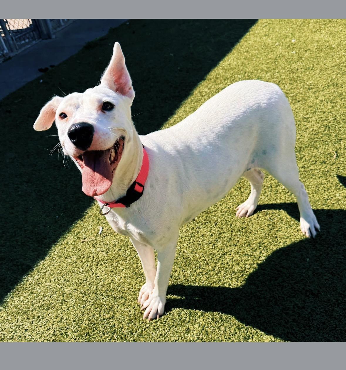 Enlarge Nevada, a Adoptable mixed breed in Hays, KS image 3/6